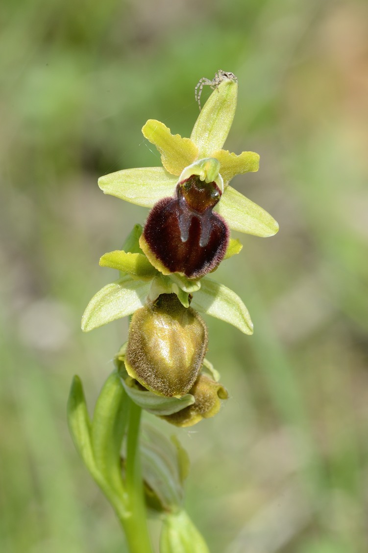 O. sphegodes con ragnetto